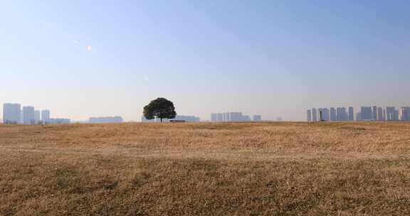 湖边开阔草地上一棵孤独的树后的城市远景