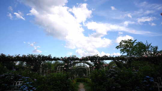 蓝天白云花园花海鲜花彩云云彩