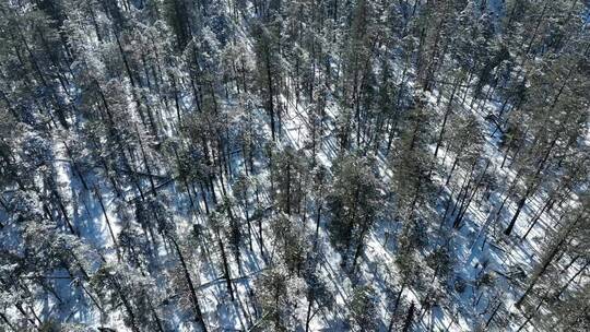 航拍 雪山 树林 密集 大气 气派