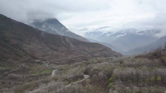 阿坝州 汶川  羌寨 雪山 车厘子花未调色