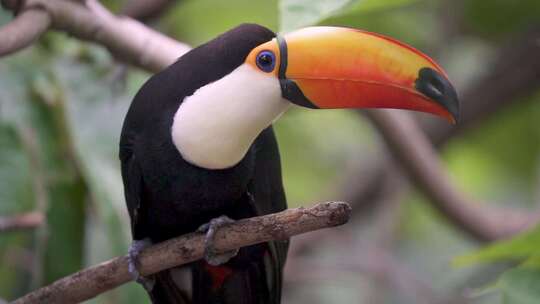 一只Ramphastos toco或巨型巨嘴鸟栖息在茂密的亚马逊地区的树枝上的慢动作镜头视频素材模板下载