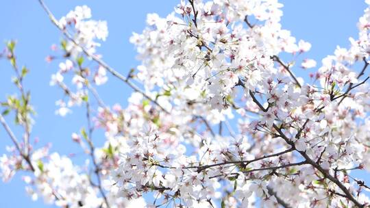 四月春日蜜蜂花