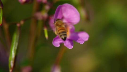 蜜蜂 花朵视频素材模板下载