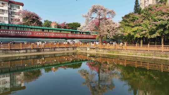 中国广东省广州市天河区华南师范大学异木棉