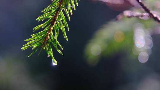 雨后森林