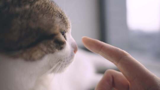 陪伴猫咪抚摸猫咪撸猫温馨室内视频素材模板下载