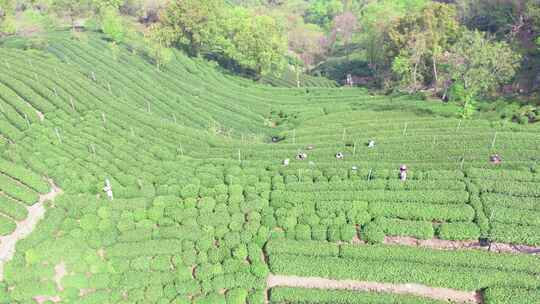 杭州翁家山春天茶园风景航拍