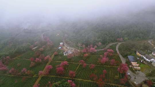 航拍无量山樱花