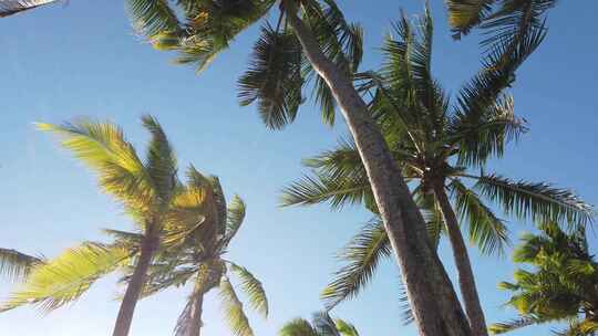 阳光在前景椰子树下移动，背景是热带天堂棕榈树。