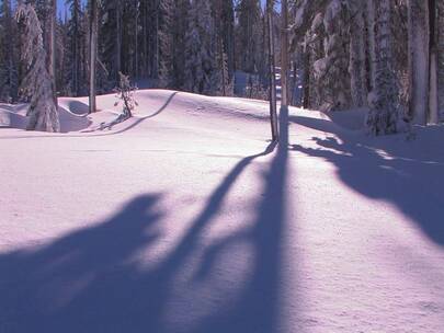 太阳照耀在树上影子映在雪地里