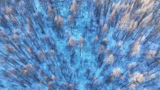 鸟瞰蓝色雪原森林红树梢