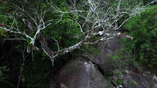 4K超清雨林保护区航拍