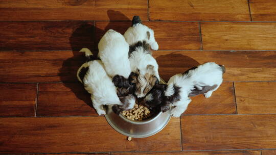 几只小狗吃盆里的食物