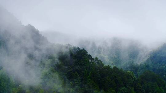 云雾缭绕的高山森林