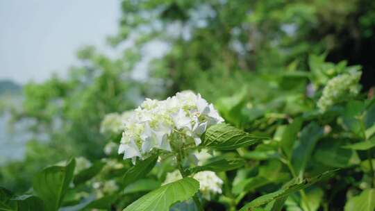 田间夏季阳光灌木