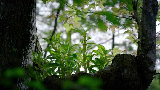 4K 中药材  石斛 种植基地 草药  中医