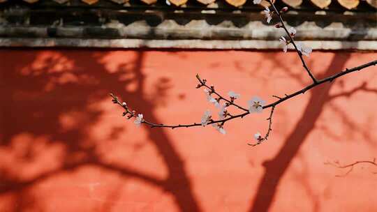 中国风红墙梅花唯美意境视频
