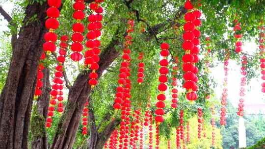 春节素材 南方年味过年树上挂满红灯笼