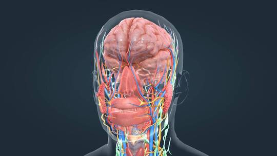 3D医学人体器官大脑神经三维动画