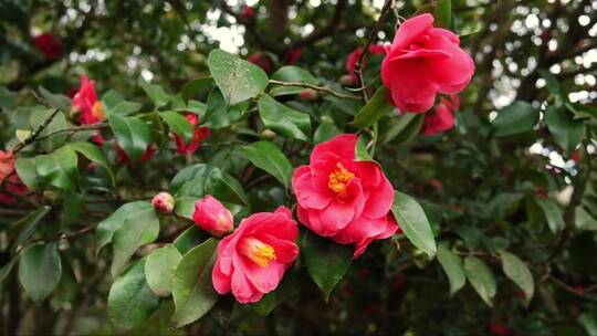 花园中开花的山茶花树