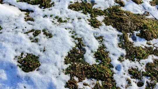 春天冰雪融化露出草地