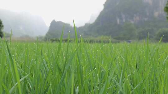 田野上的乡村风光，山雾缭绕景色美