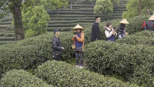 茶茶叶红茶艺采茶泡茶红茶山春茶道茶园农业