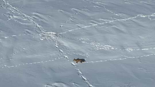 狐狸在雪地上