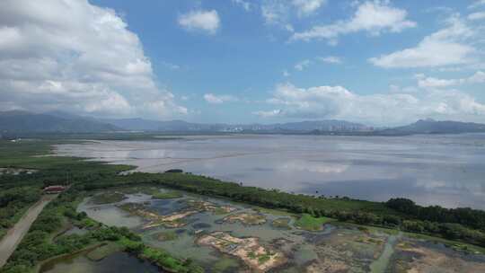 4K航拍深圳福田红树林湿地保护区