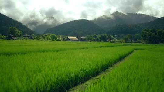 航拍低空稻田