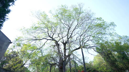 武汉江夏区婆婆树