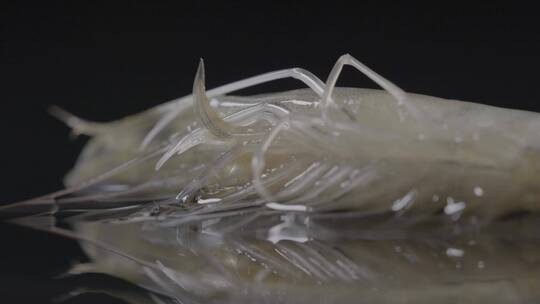 海虾的虾足LOG视频素材模板下载