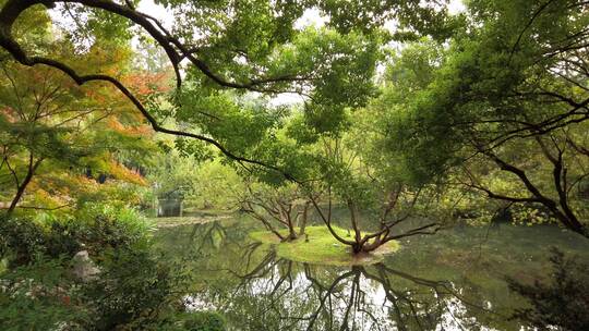 西子湖畔山水风景画 4k