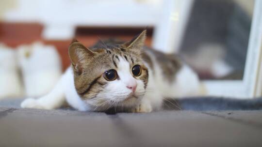 可爱猫咪玩耍合集4k视频素材视频素材模板下载