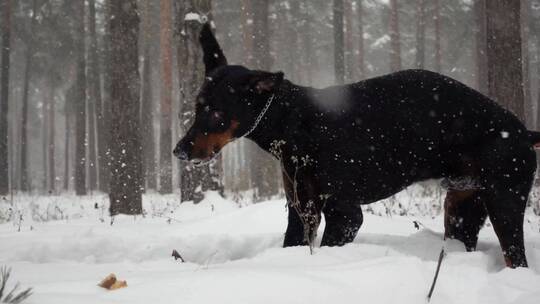 雪地里的狗狗