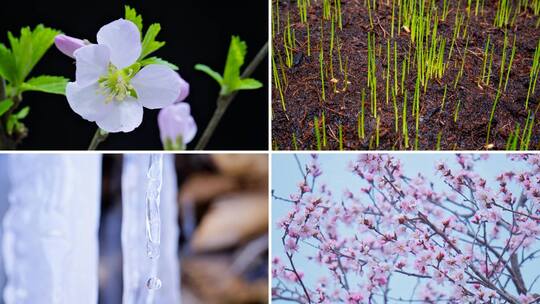 冰雪融化 发芽 开花高清在线视频素材下载