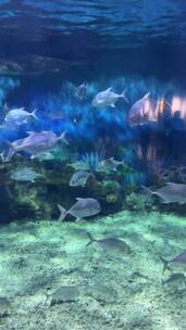 上海海昌海洋公园动物海洋馆游乐园