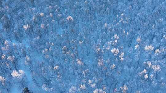 寒冬高山桦树林雪松自然风景