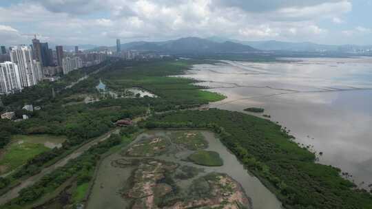 4K航拍深圳福田红树林湿地保护区