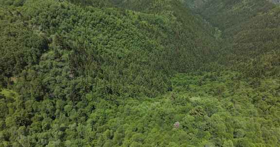 森林 青山绿水 天然氧吧