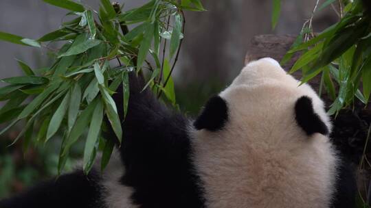 熊猫后背吃竹子