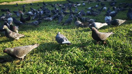 在草地上寻找食物的鸽子群