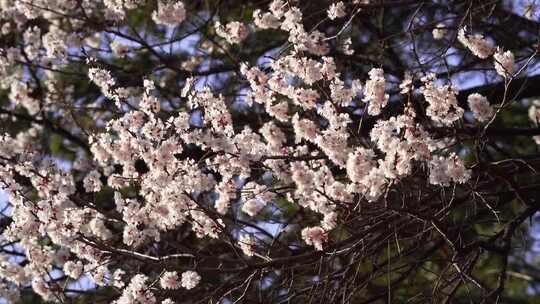 樱花树枝花朵特写