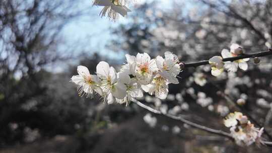 中国广东省广州市从化区广州流溪梅花节