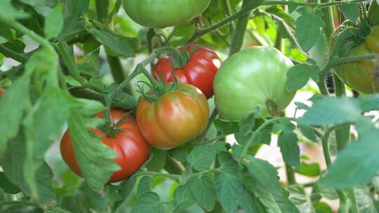 农场里红色成熟的西红柿特写