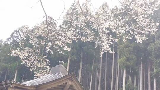 雪花从天空飘落