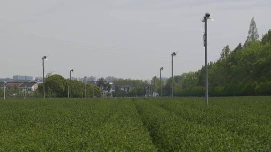 茶茶叶红茶艺采茶泡茶红茶山春茶道茶园农业