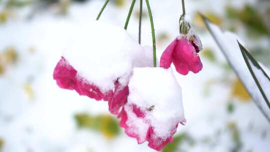 厚雪覆盖的植物 雪后月季 冬雪月季