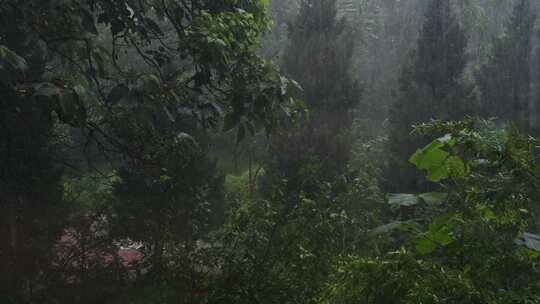 4K60P 窗外暴雨空境 植被