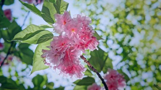 武汉小区花园里的樱花盛开